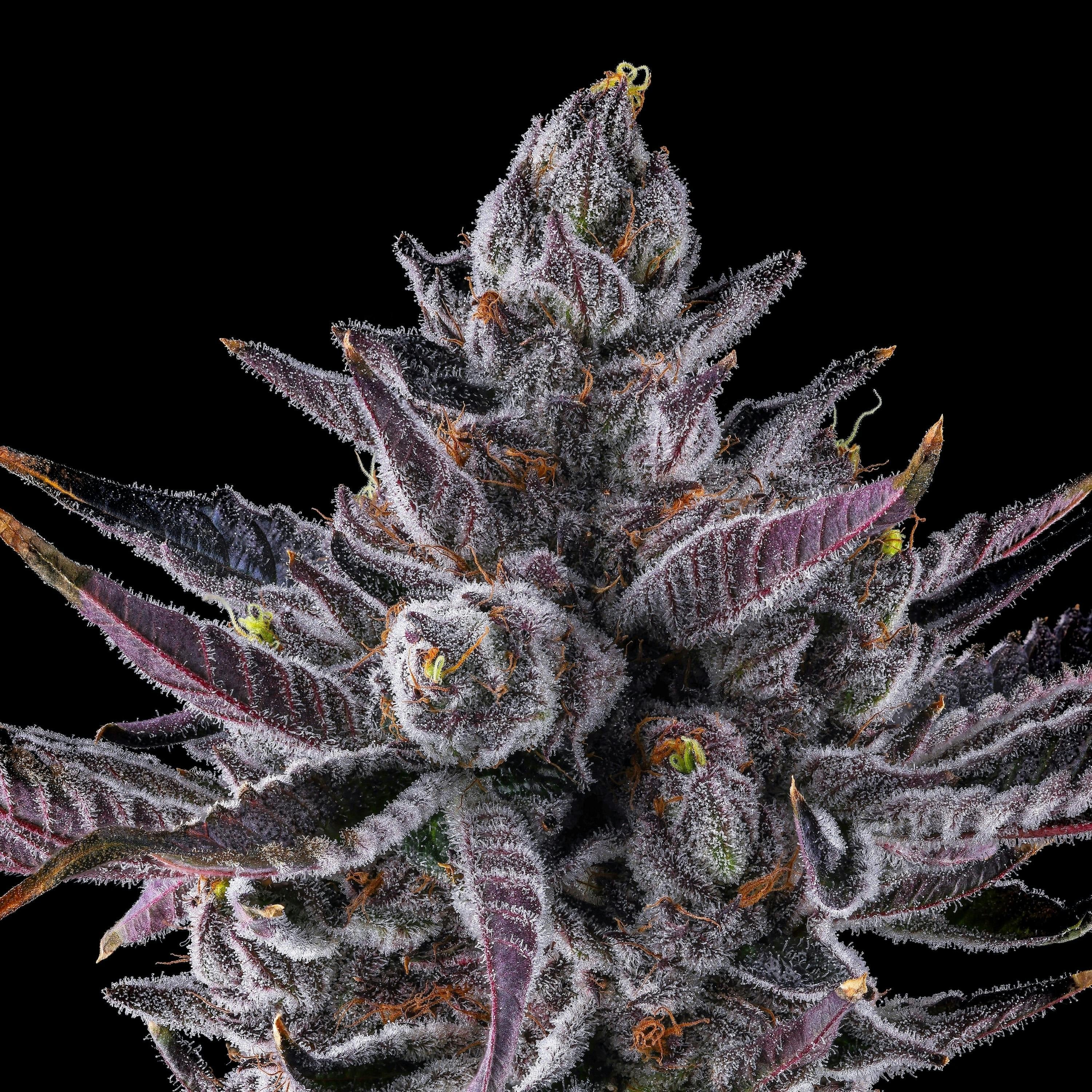 Maven | .5gx5pk - Chrome Dome - Pre-Rolls - Maven Genetics -  - $30 - Pre-Rolls
