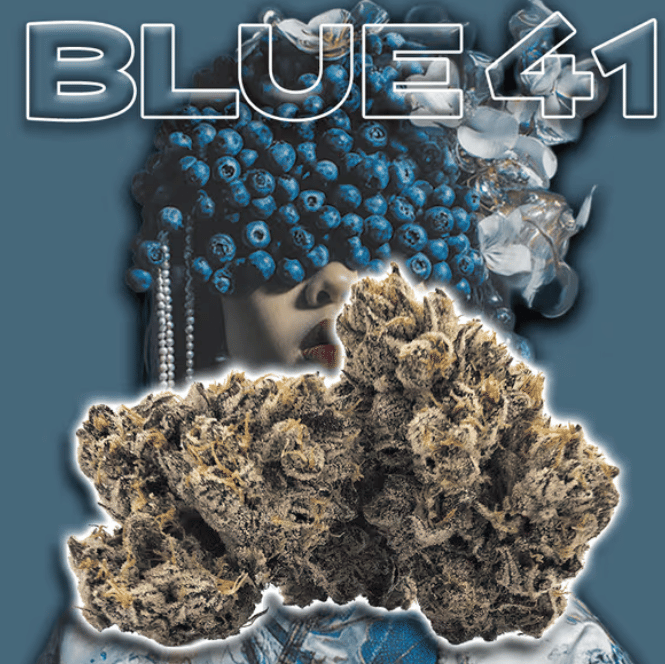 Green Dragon: Blue 41