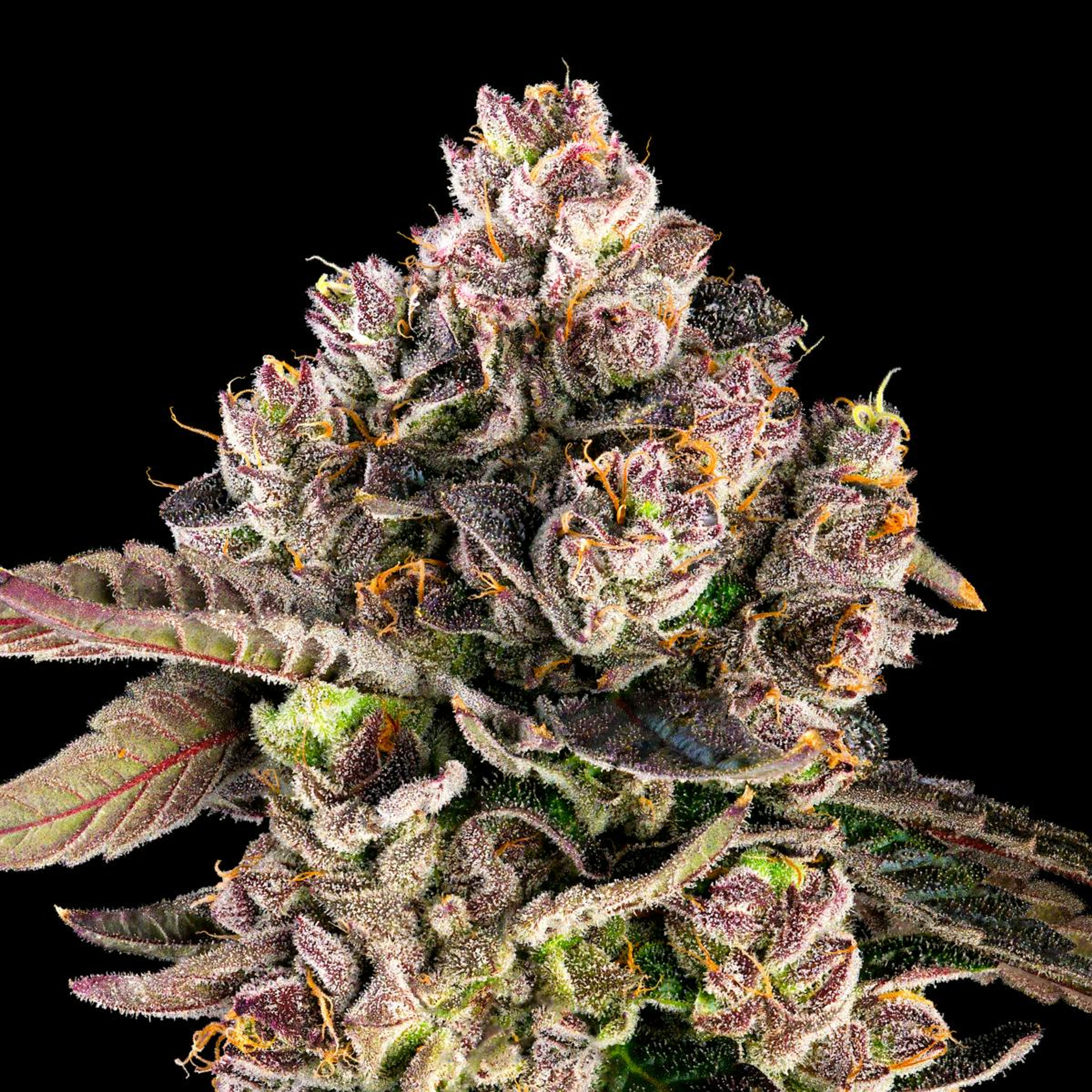 Maven | .5gx5pk - Prizm - Pre-Rolls - Maven Genetics - - $30 - Pre-Rolls