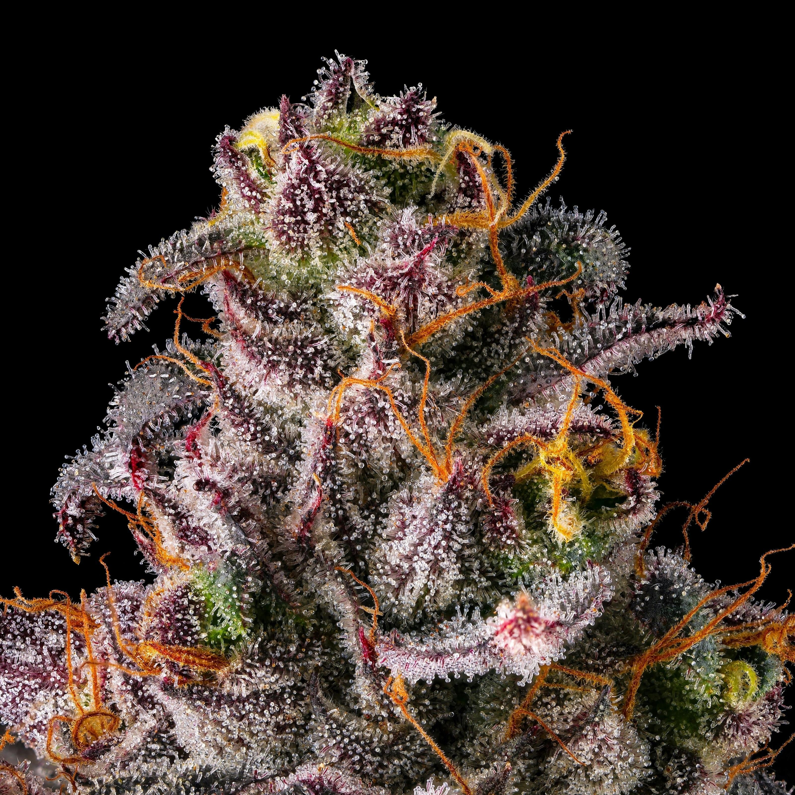 Maven | 1g - Dirty Laundry - Pre-Roll - Maven Genetics -  - $10 - Pre-Rolls