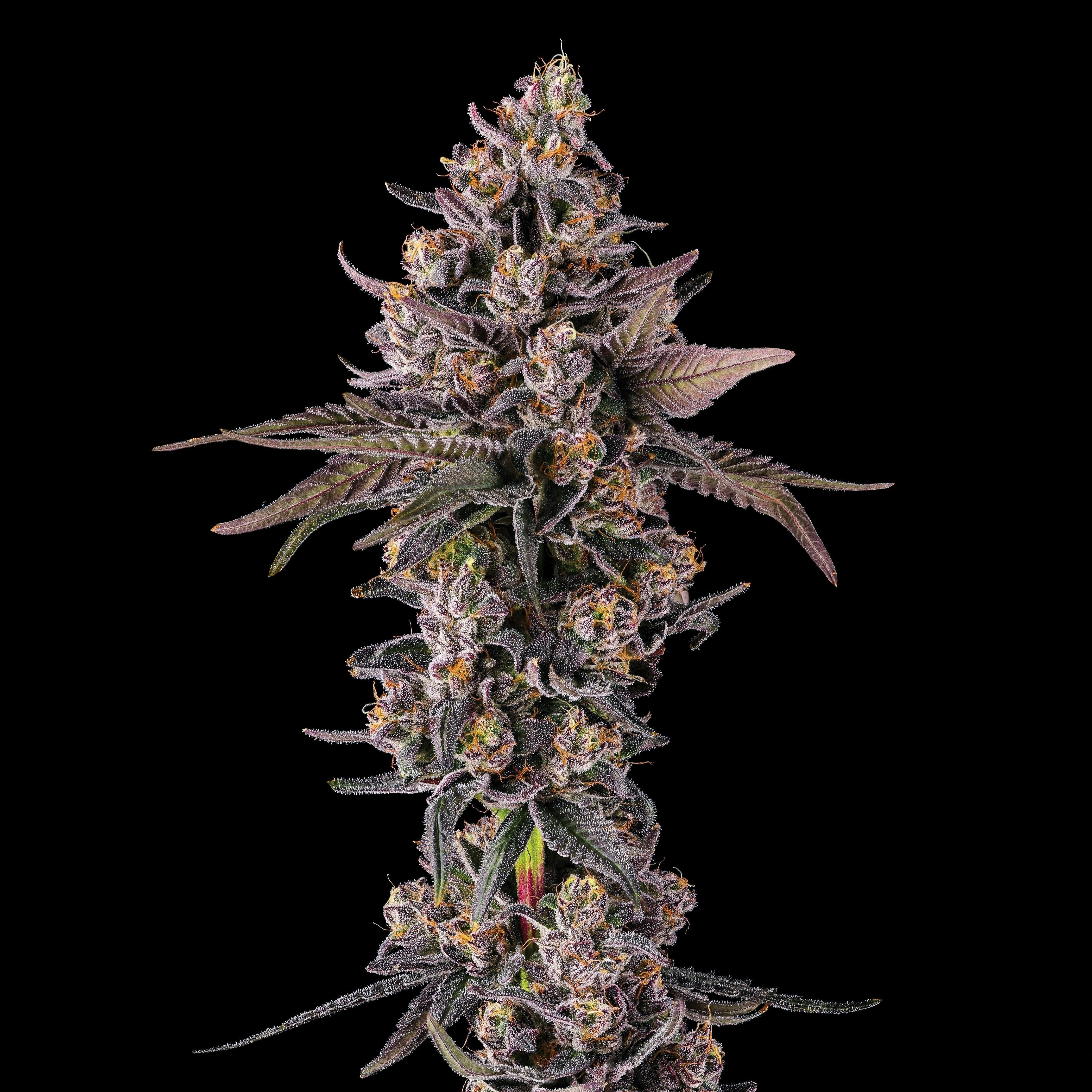 Maven | 1g - Dirty Laundry - Pre-Roll - Maven Genetics -  - $10 - Pre-Rolls