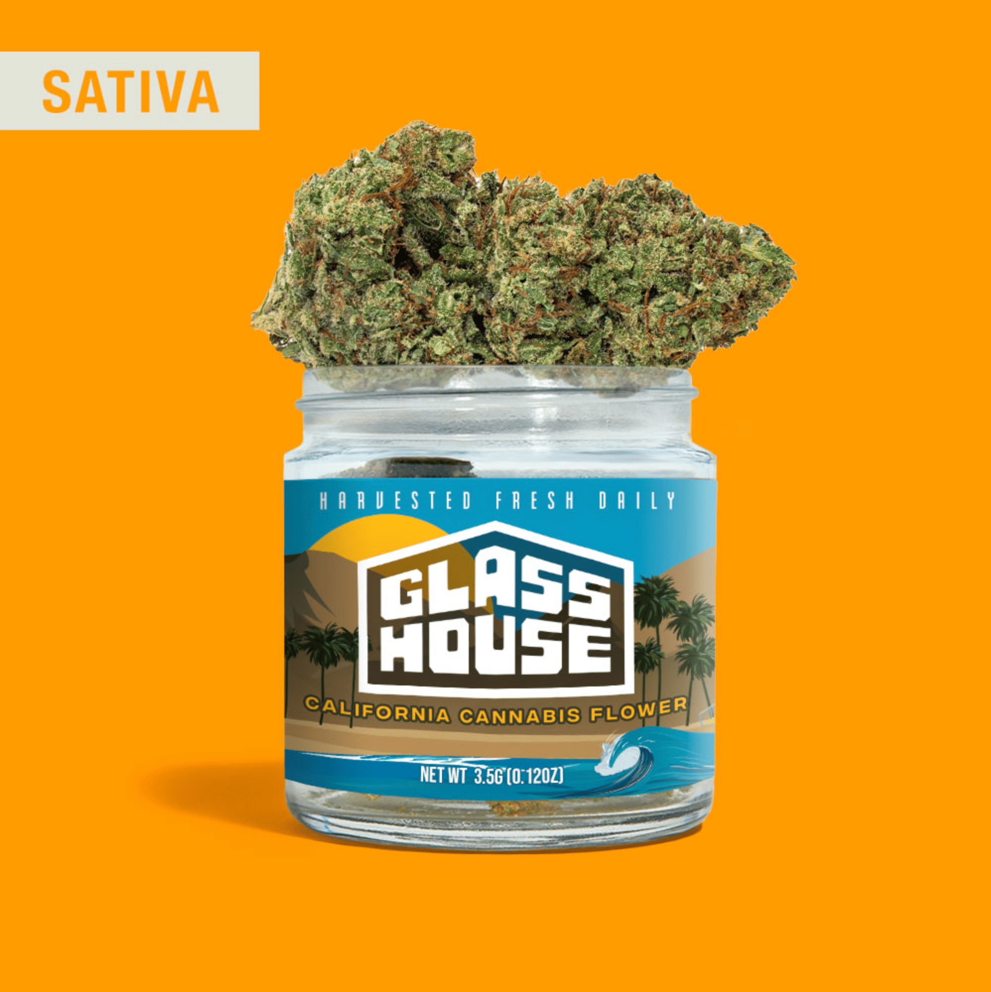 Glass House: Golden State Jack