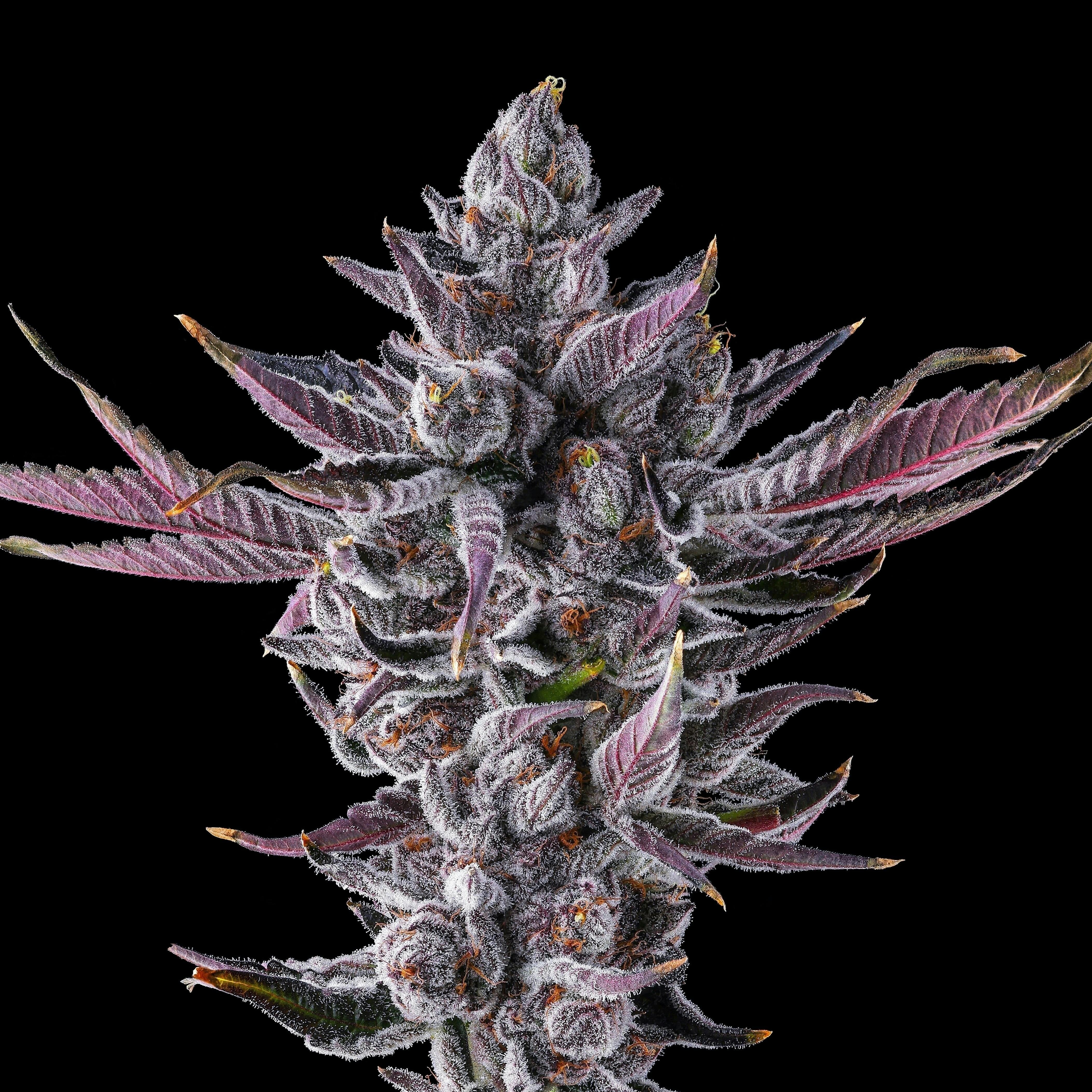 Maven | .5gx5pk - Chrome Dome - Pre-Rolls - Maven Genetics -  - $30 - Pre-Rolls