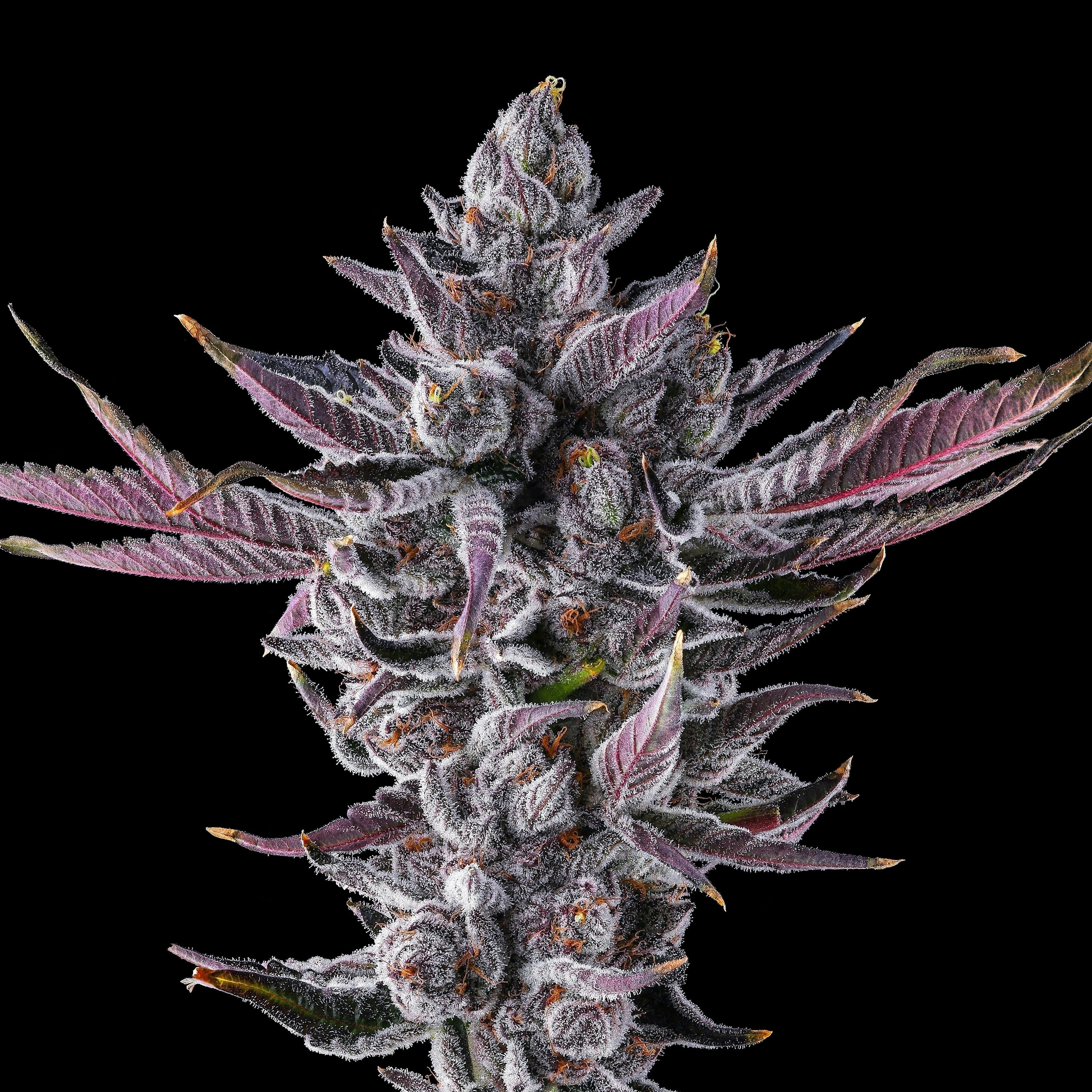 Maven | .5gx5pk - Chrome Dome - Pre-Rolls - Maven Genetics - - $30 - Pre-Rolls