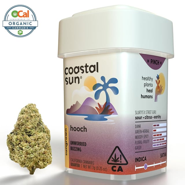 Coastal Sun | Hooch | Sungrown Flower | 7g