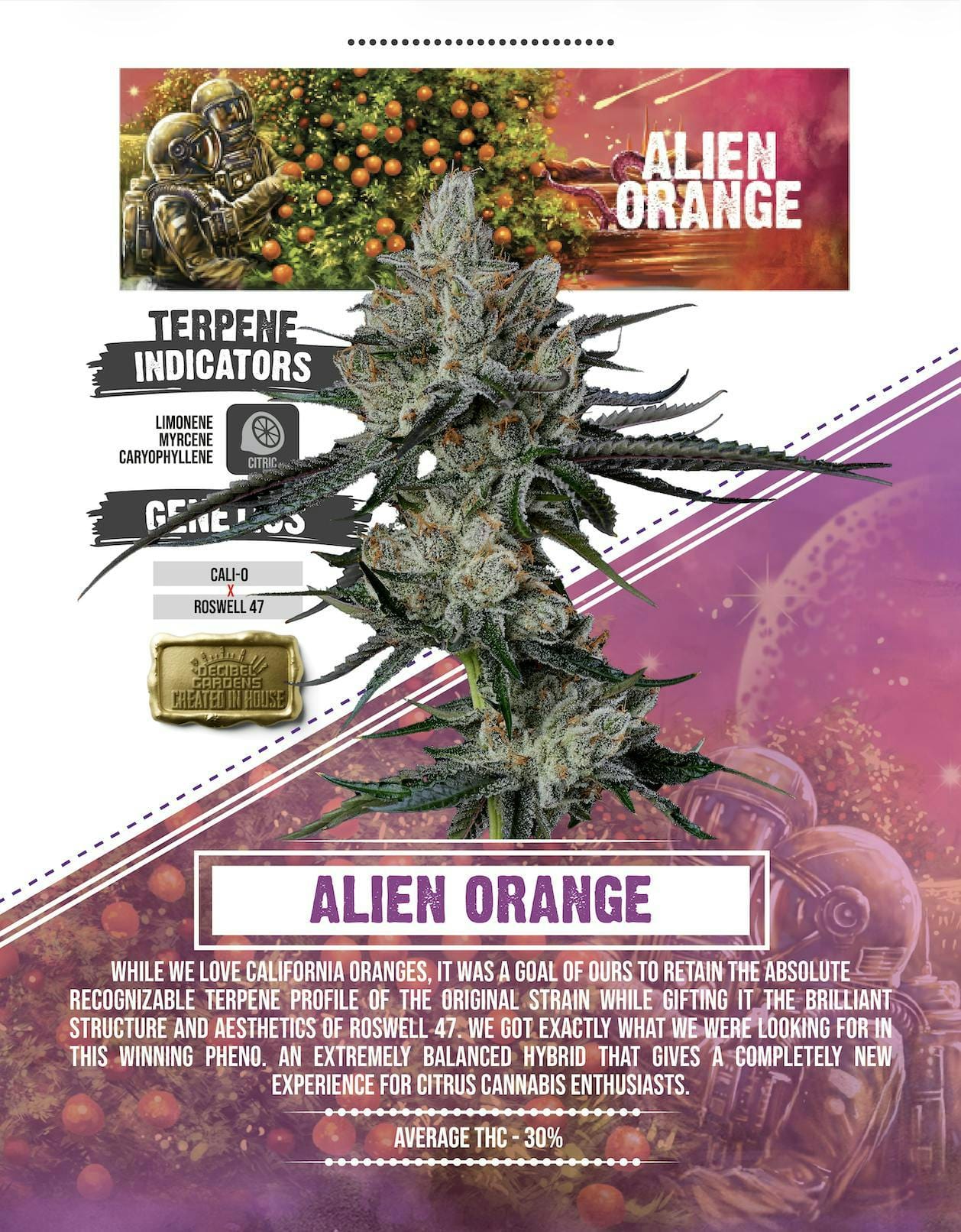 Decibel Gardens: Alien Orange