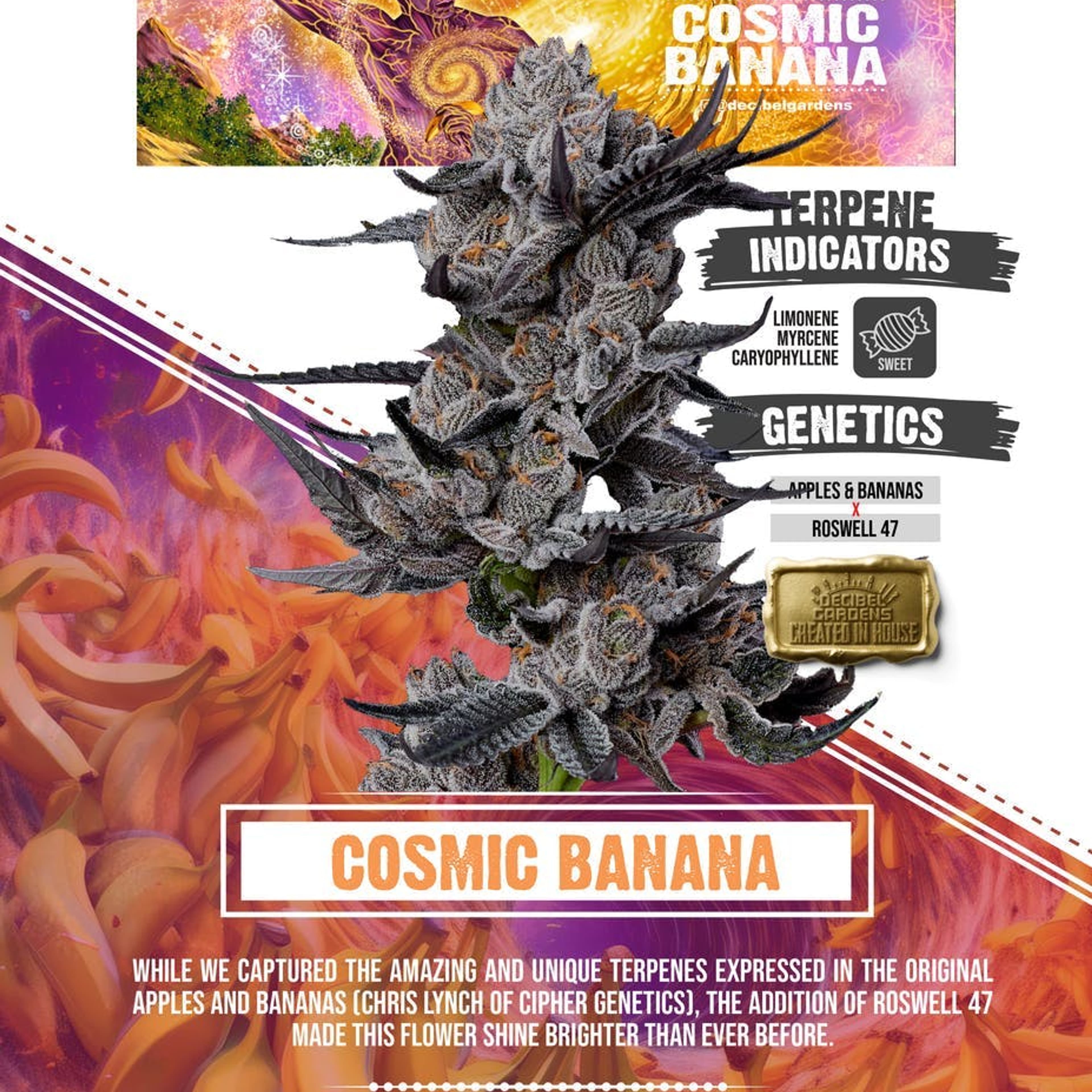 Decibel Gardens | 3.5g - Cosmic Banana - Decibel Gardens - - $52.65 - Flowers