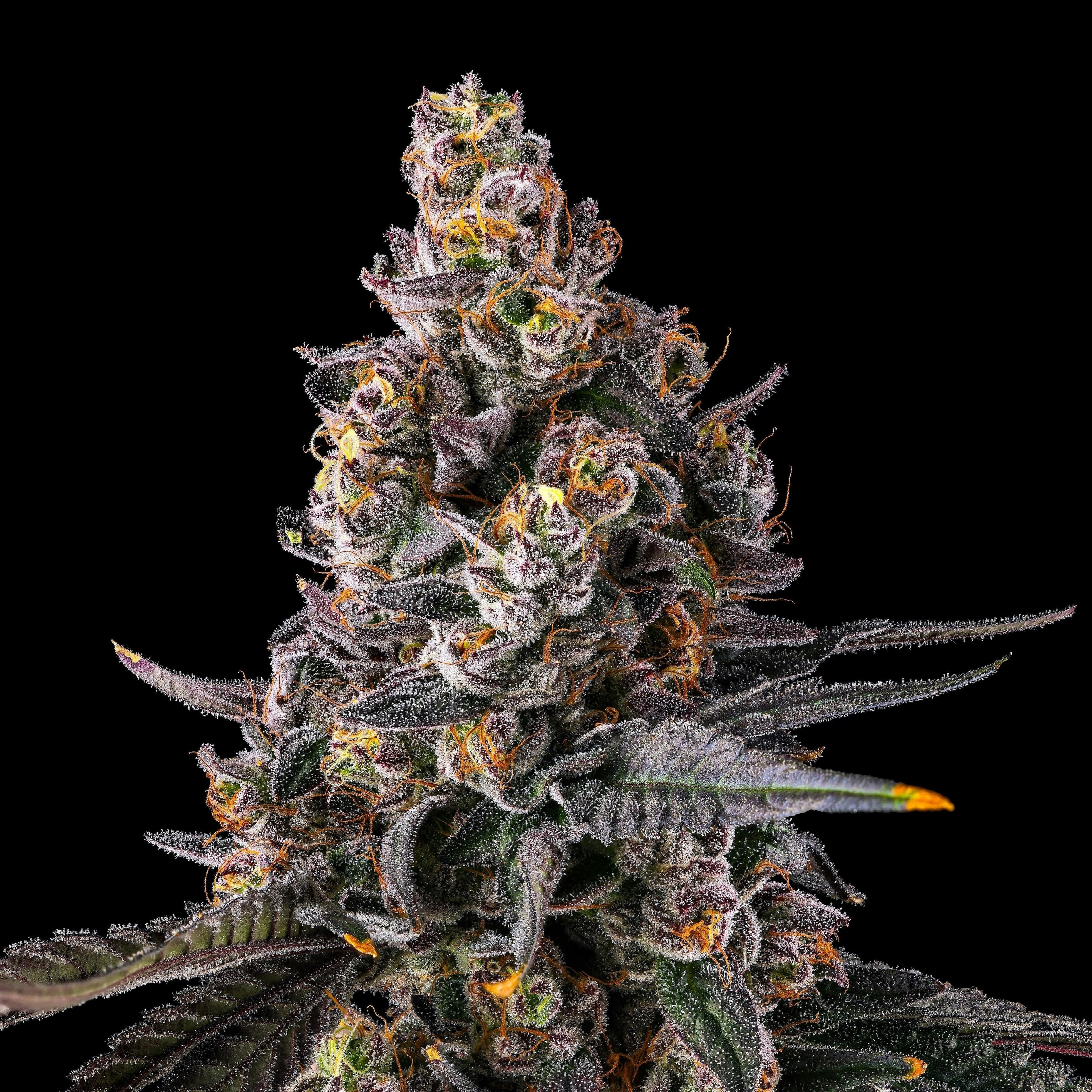 Maven | 1g - Dirty Laundry - Pre-Roll - Maven Genetics - - $10 - Pre-Rolls