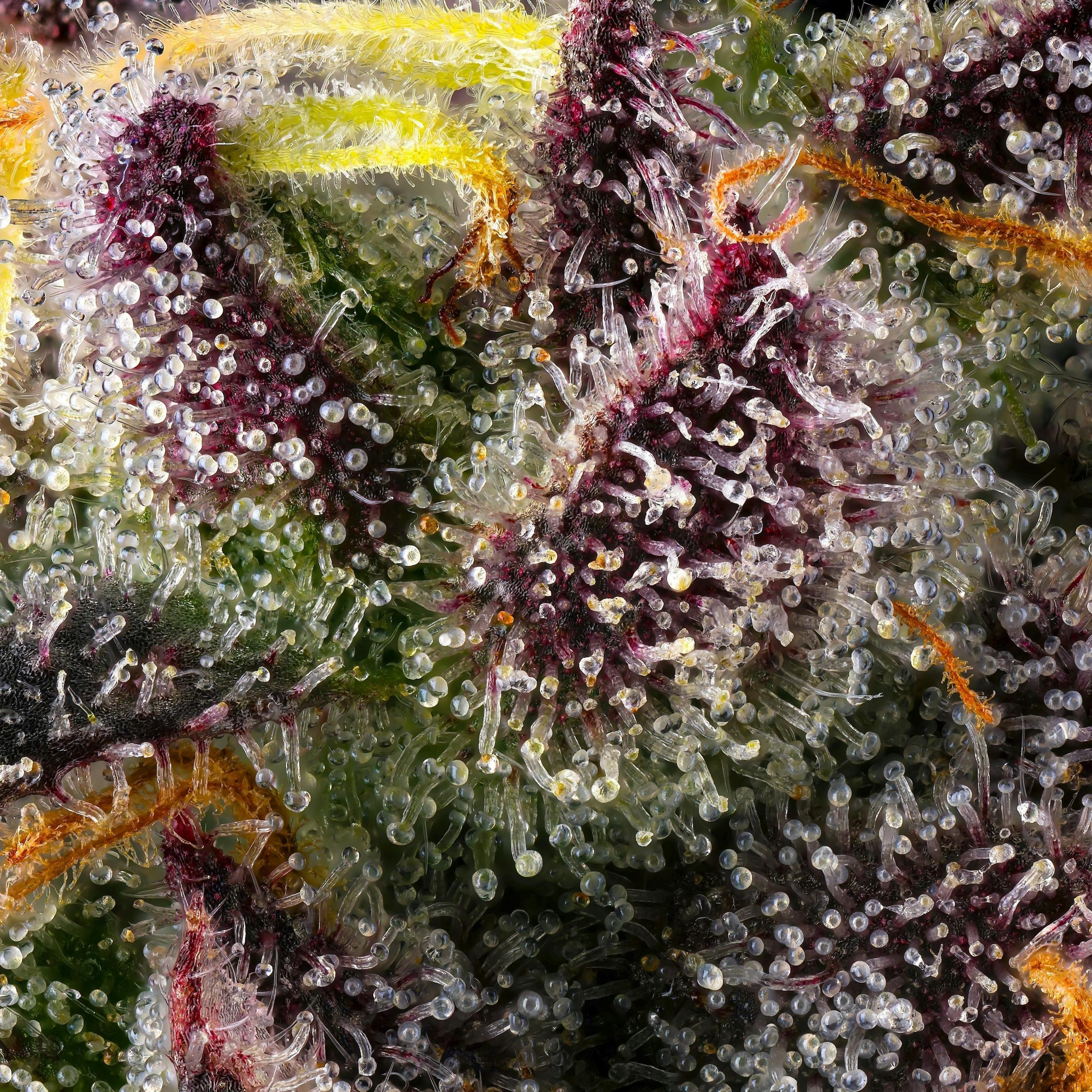 Maven | 1g - Dirty Laundry - Pre-Roll - Maven Genetics - - $10 - Pre-Rolls