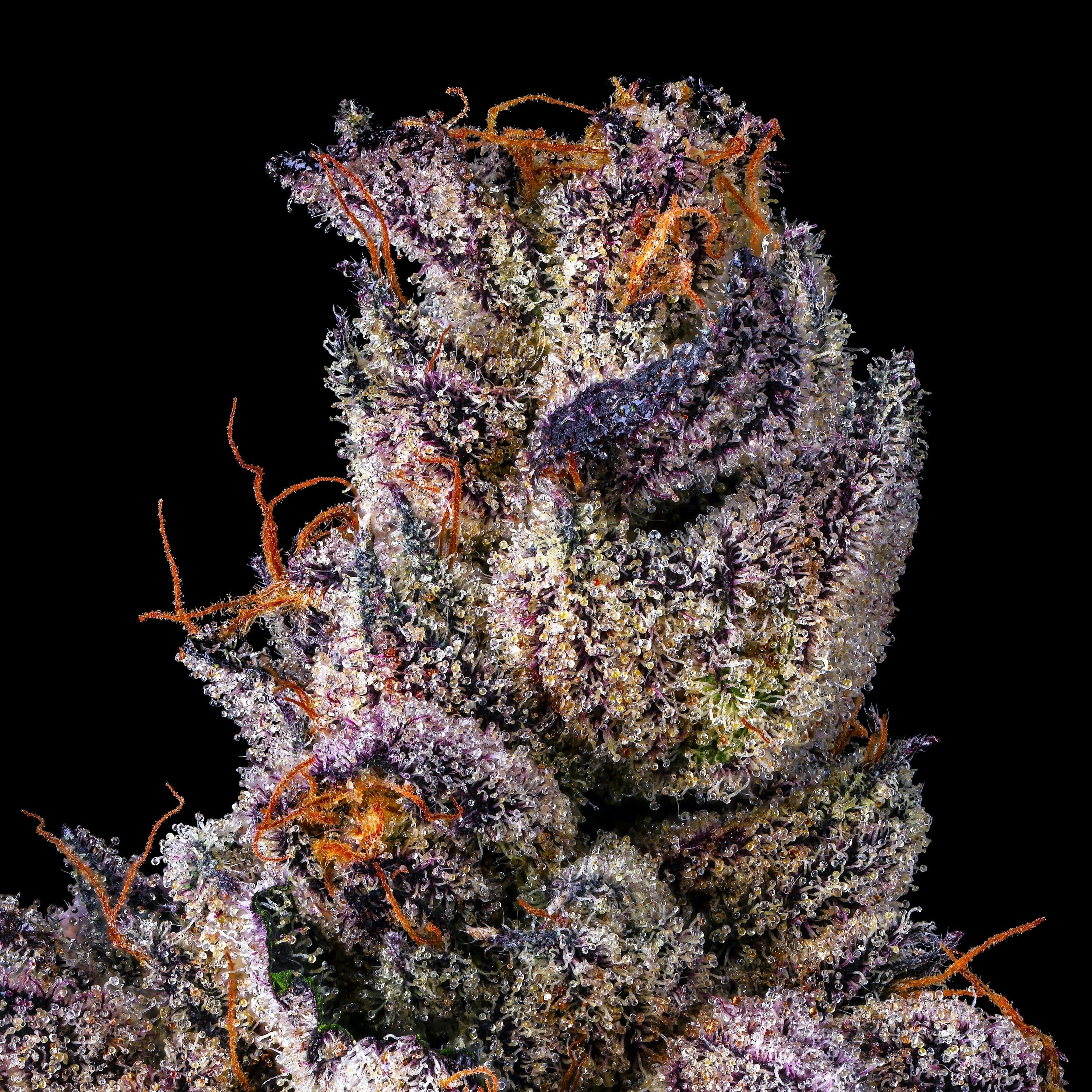 Maven | 1g - Dirty Laundry - Pre-Roll - Maven Genetics -  - $10 - Pre-Rolls