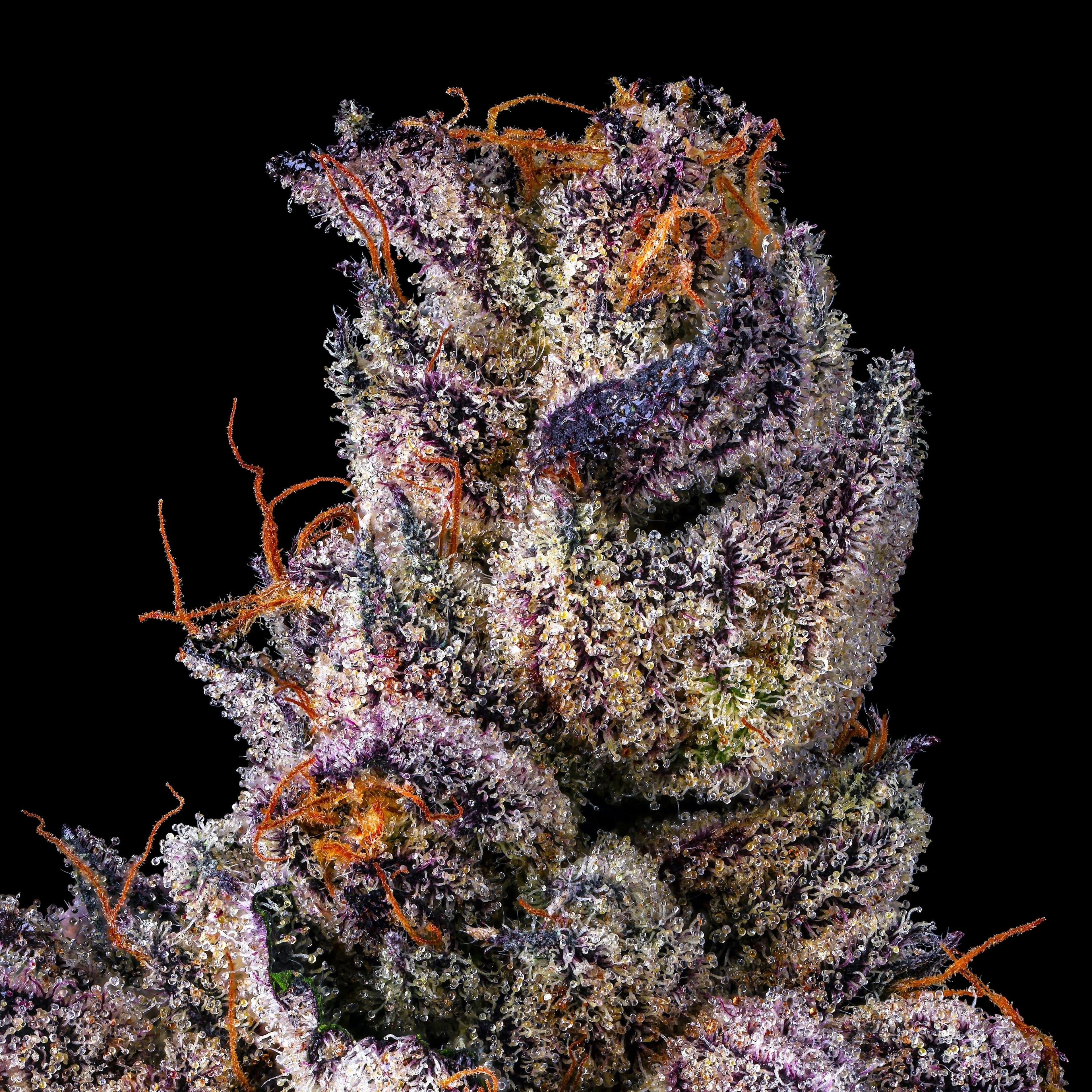 Maven | 1g - Dirty Laundry - Pre-Roll - Maven Genetics - - $10 - Pre-Rolls