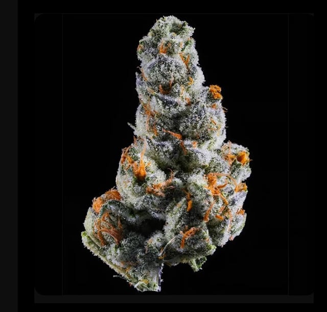 14g - T.I.T.S. (Indoor)