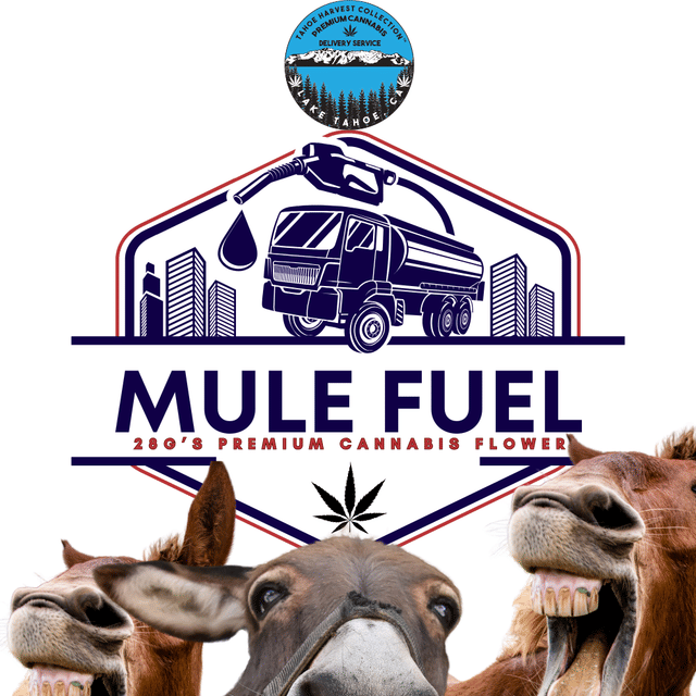 Mule Fuel | Flower | 28g | Premium A-Buds