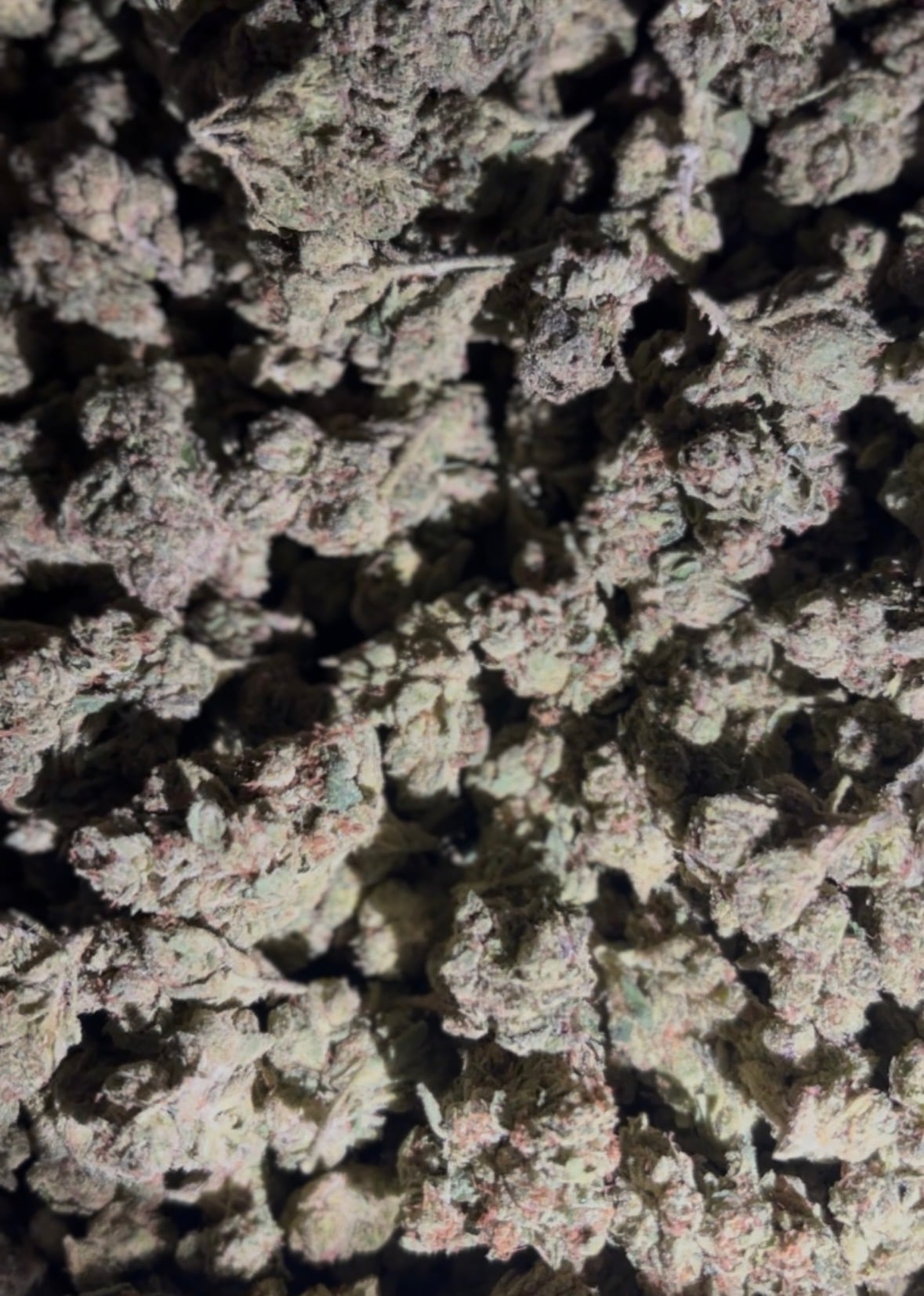 Headband Og 28.5g $104