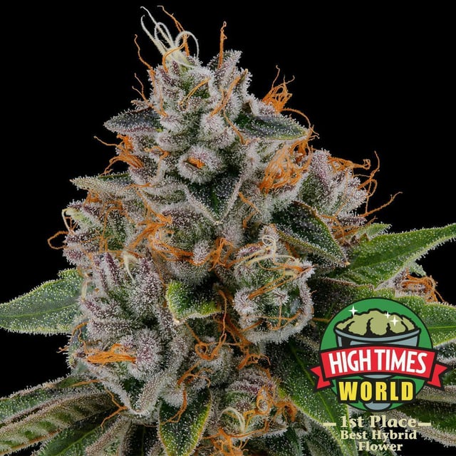 Kush Mountains 14g
