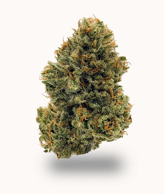 XJ-13 (S) | Premium Indoor | 14g Full-Size Buds