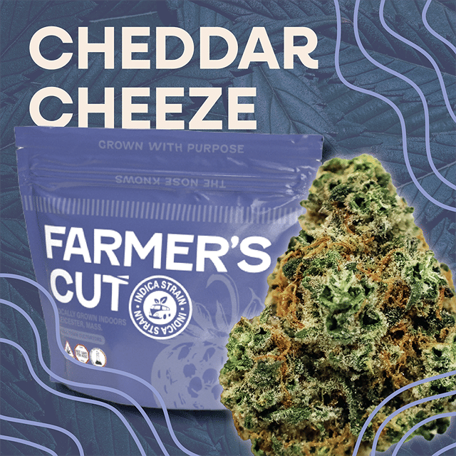 Cheddar Cheeze