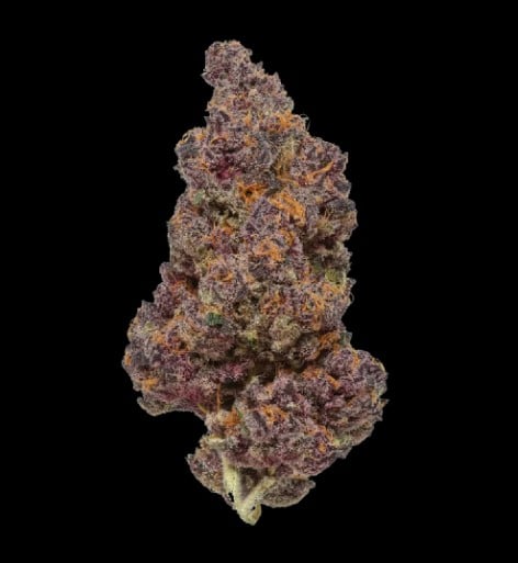 7g - TROP CHERRY (INDOOR)