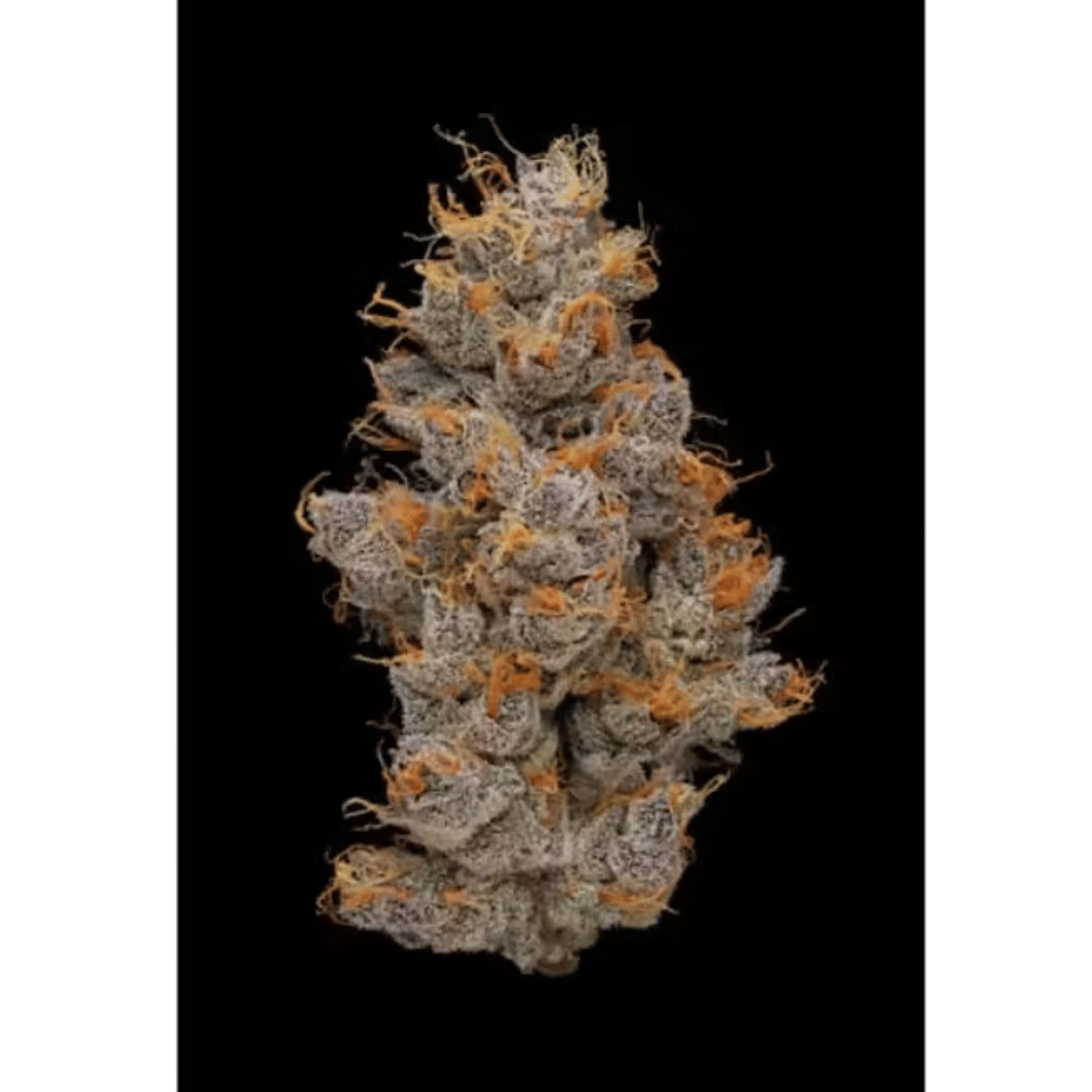 Phases - Couch Lock - 3.5g - Phases - CL - AA Flower - 3.5g - $39.99 - Indoor Flowers