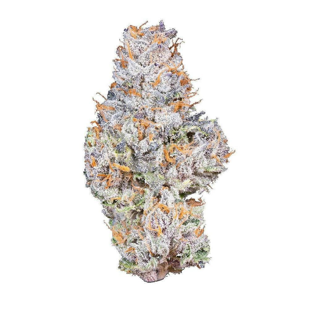 Connected: Gelato 41