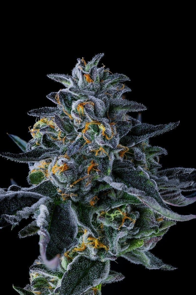 Decibel Gardens | 1g - C-Note - Infused Pre Roll - Decibel Gardens -  - $16 - Pre-Rolls