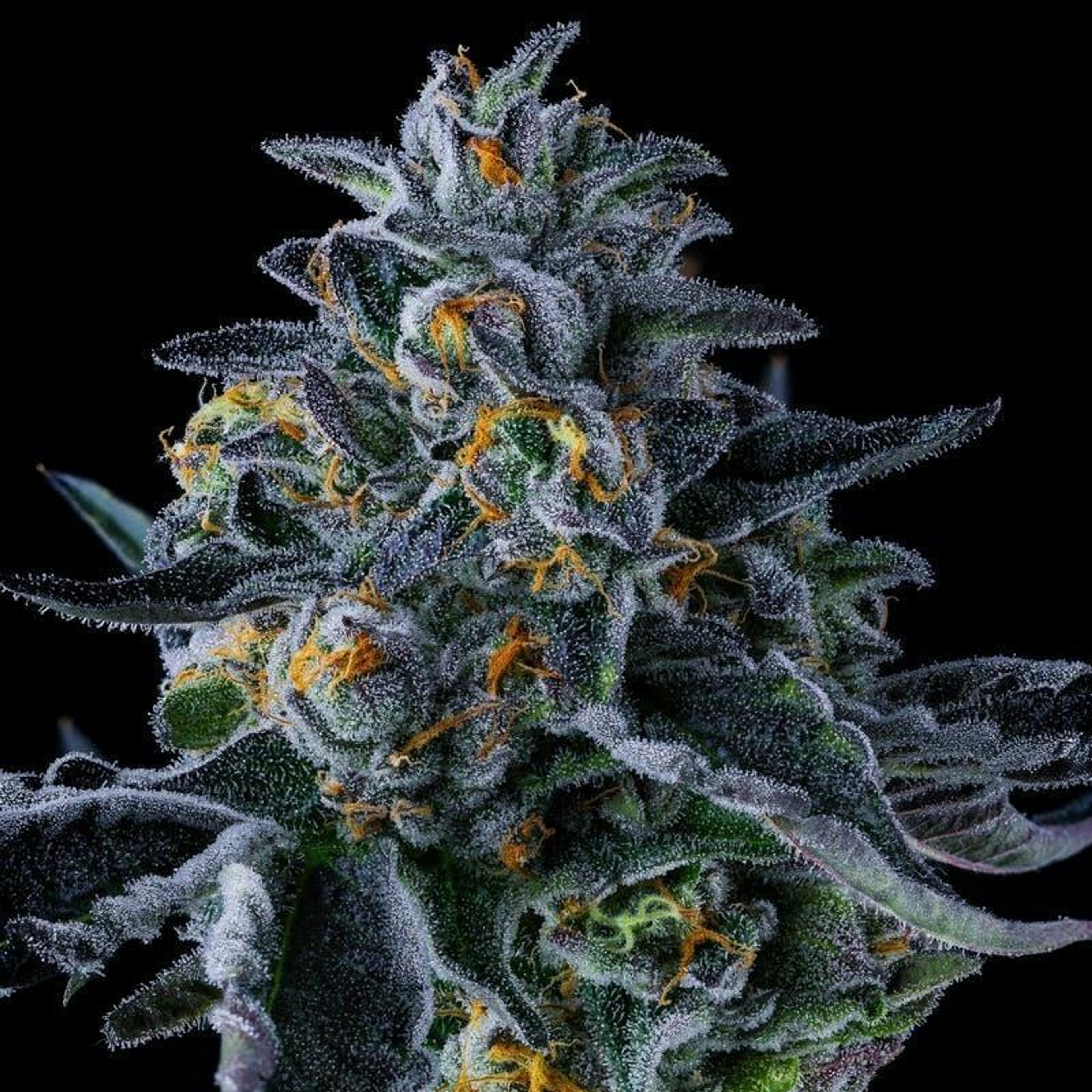 Decibel Gardens | 1g - C-Note - Infused Pre Roll - Decibel Gardens - - $16 - Pre-Rolls