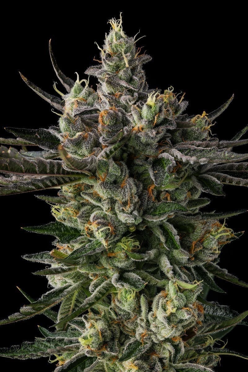 Decibel Gardens | 3.5g - Decibel OG - Decibel Gardens -  - $52.65 - Flowers
