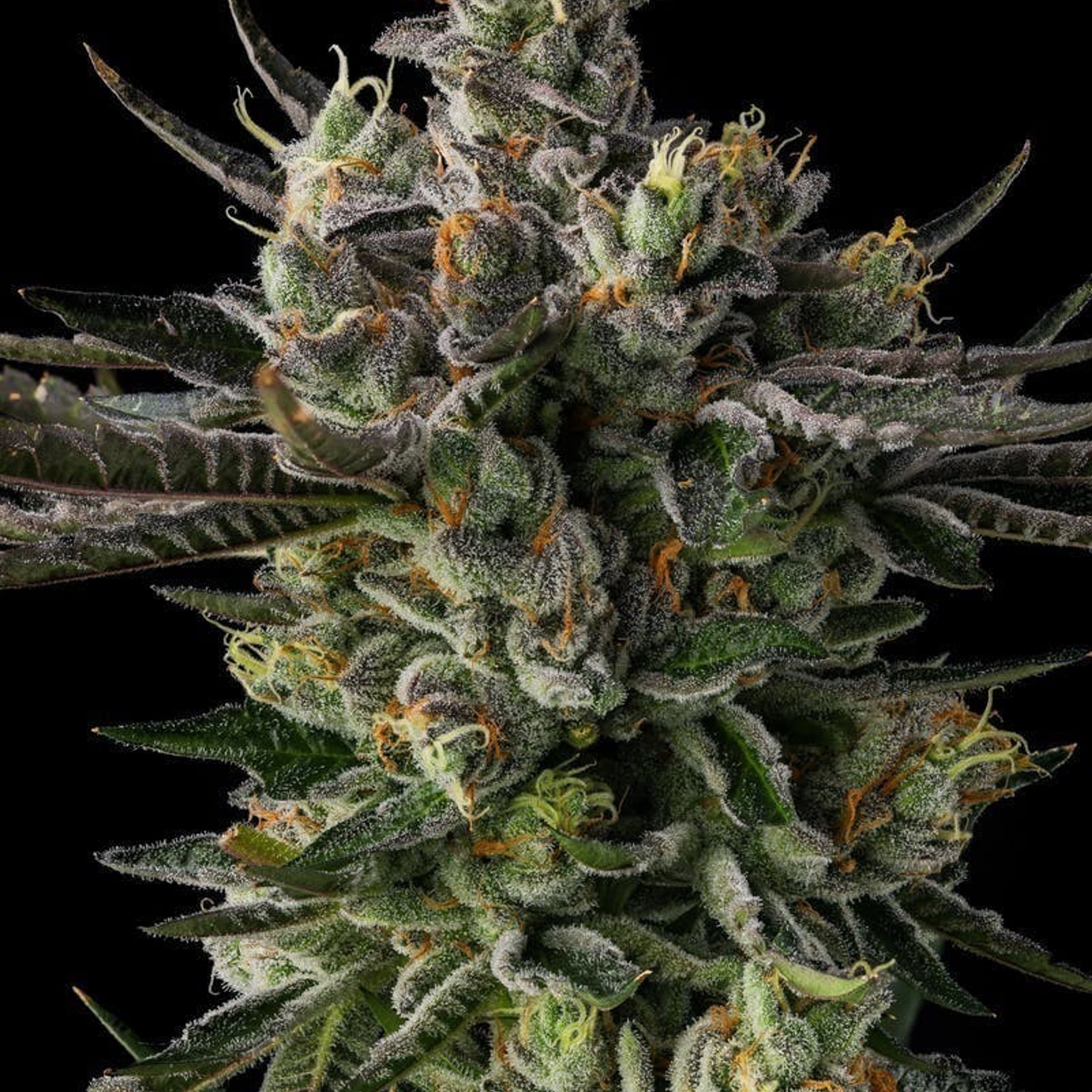 Decibel Gardens | 3.5g - Decibel OG - Decibel Gardens - - $52.65 - Flowers