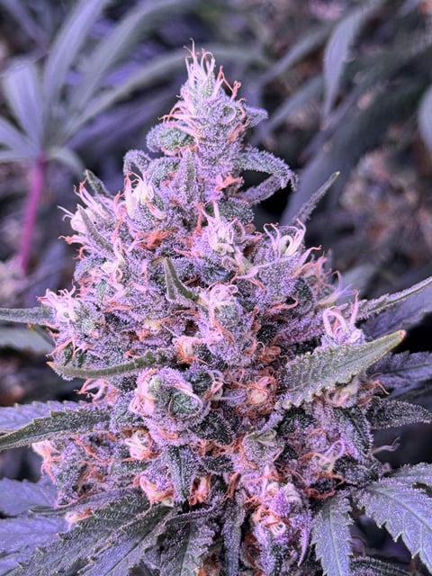 Blue Dream Reserve 3.5g