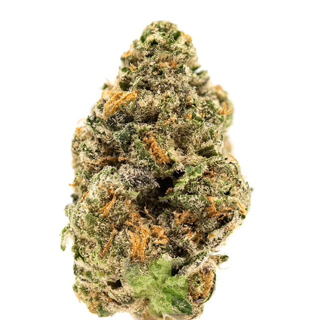 Quiet Kings: Purple Stardawg, Sg
