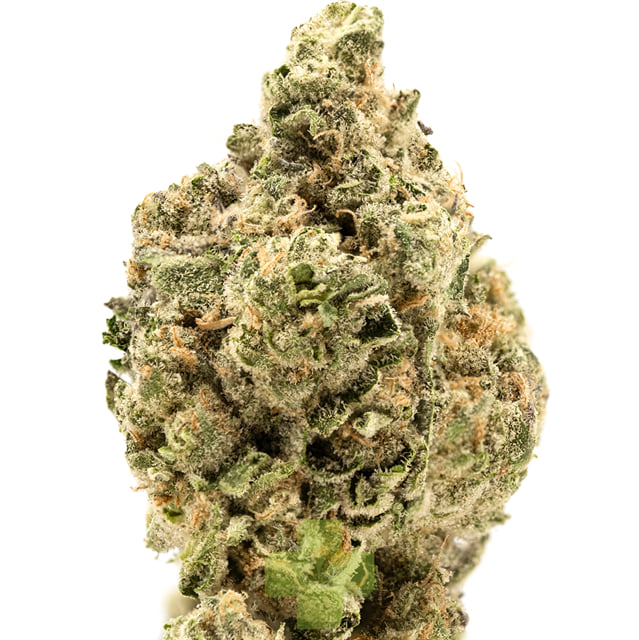 Wave Rider: Slurricane, Sg