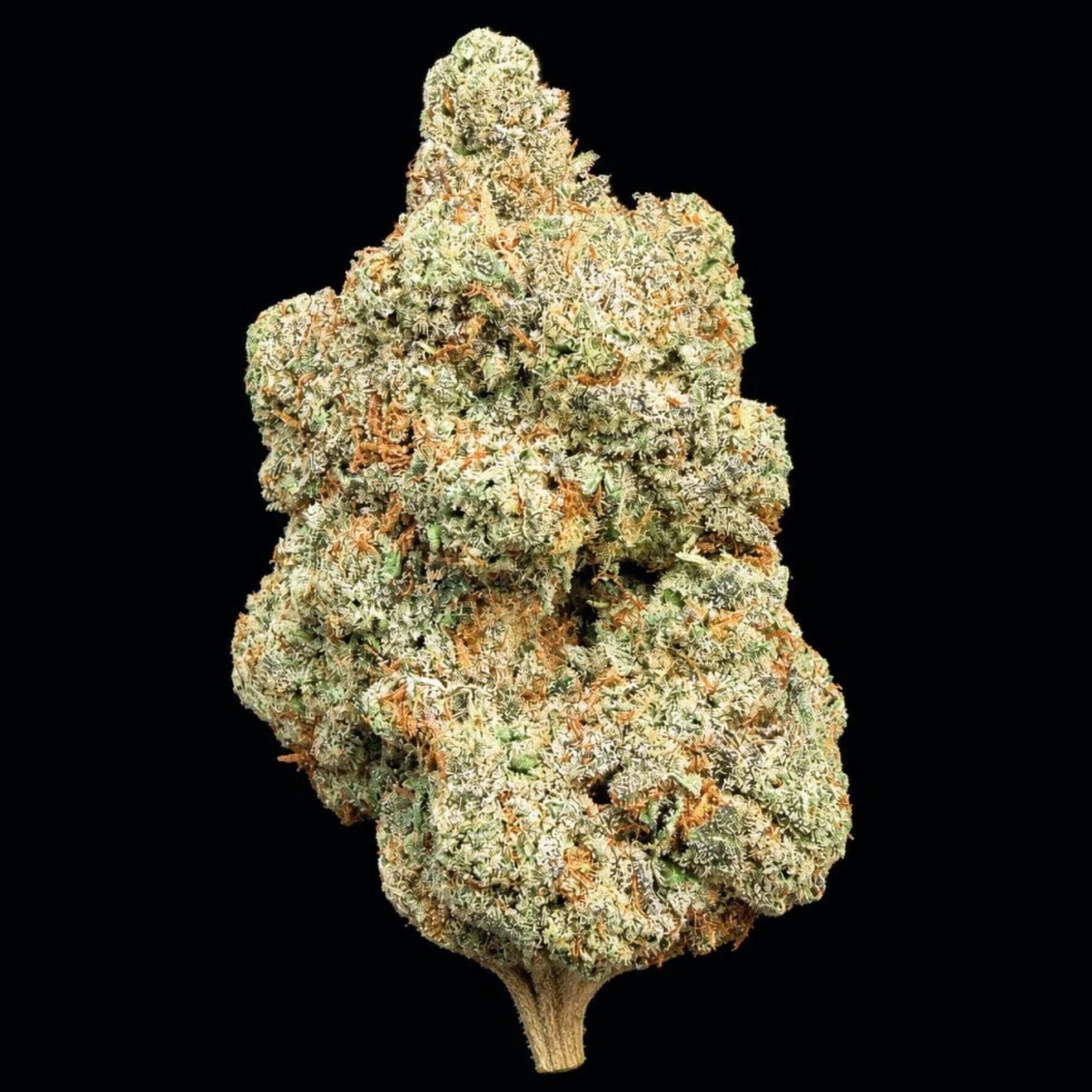 Big Tree: Frozen Lemonade