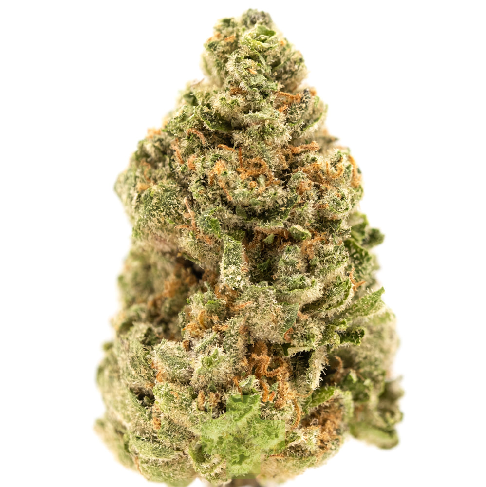 Quiet Kings: Colombian Gold, Sg