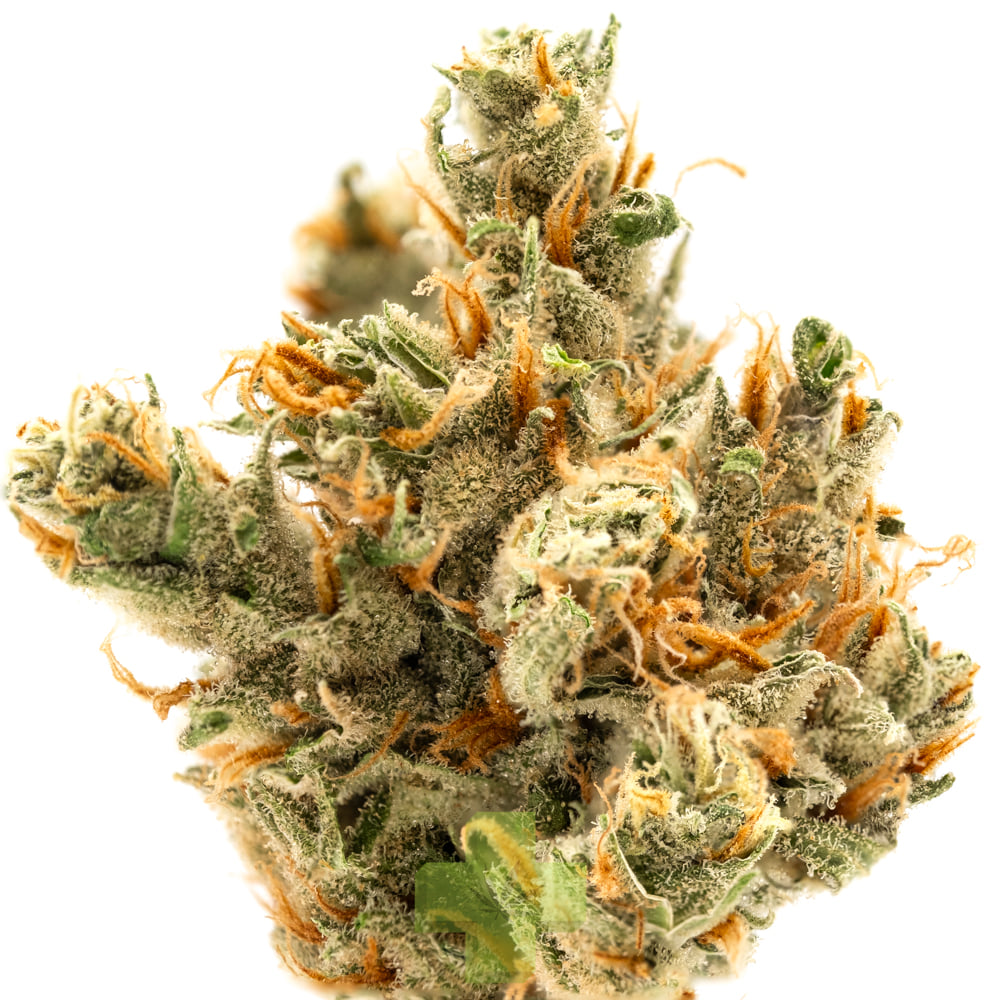 Northern Harvest: Super Lemon Haze