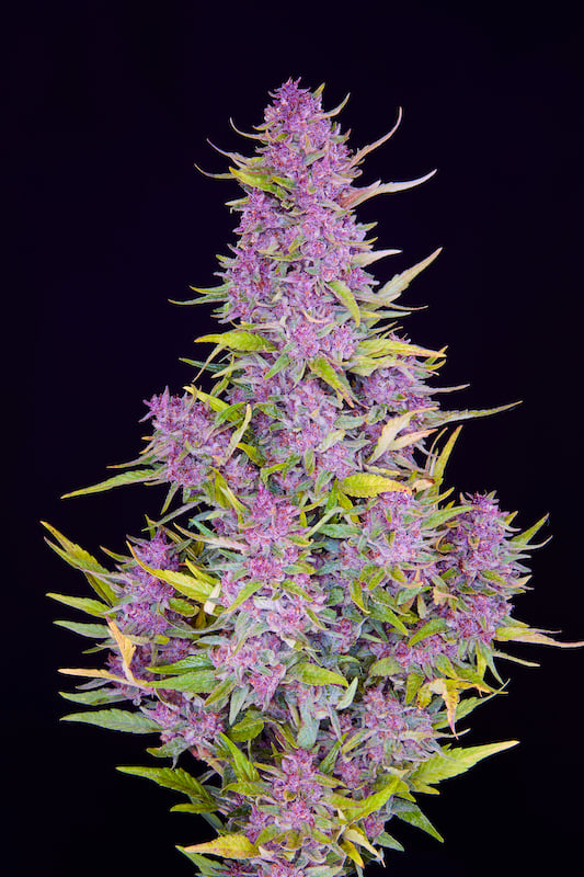 Sonoma Hills Farm: Pink Jesus