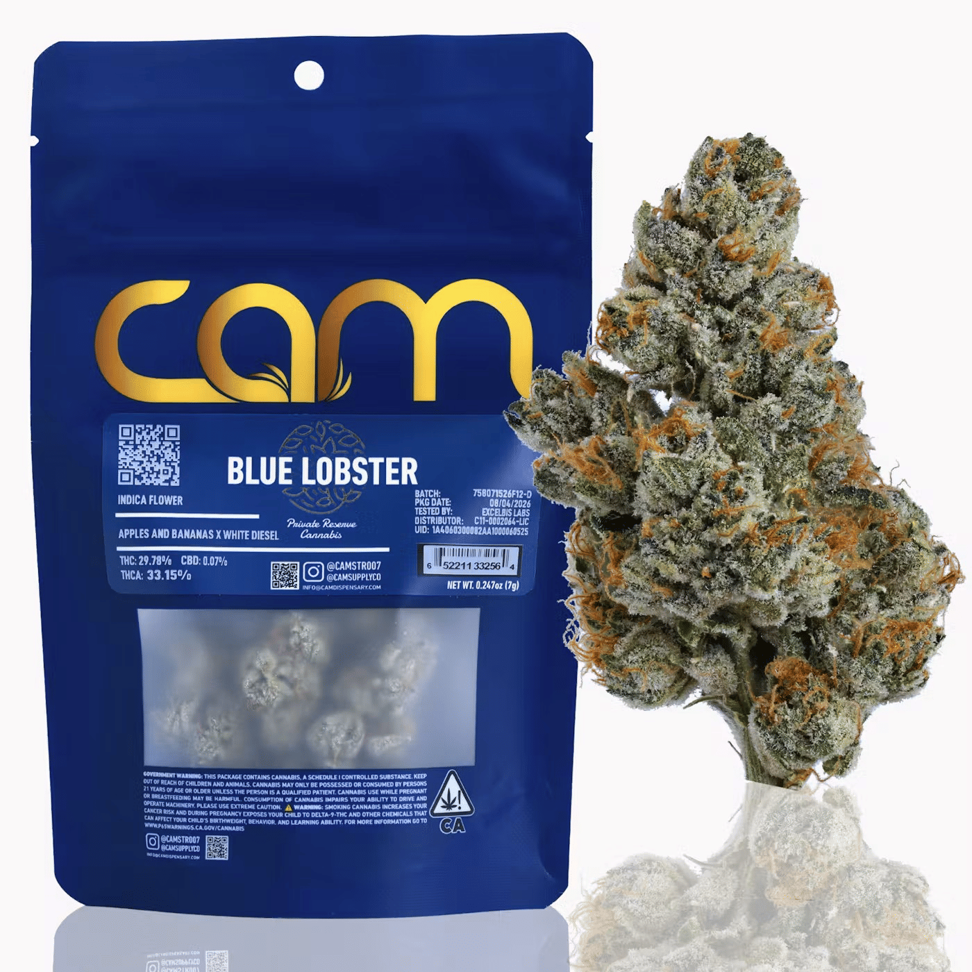 CAM: Blue Lobster