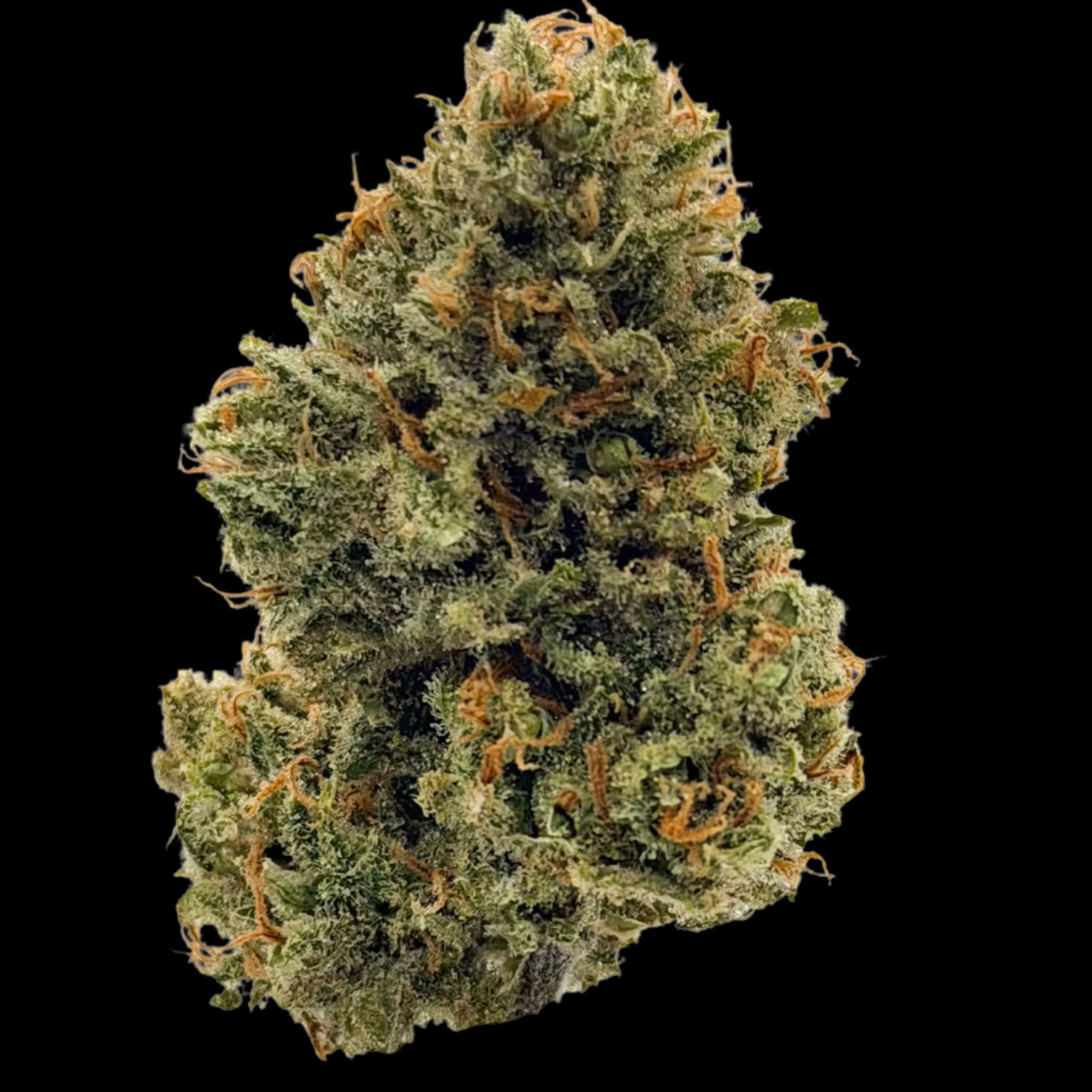 SATTVA: Xj-13